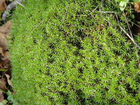 Plenty of ground cover